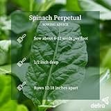 Premier Seeds Direct - Spinach Seeds - Perpetual - 500 Seeds
