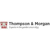 Thompson & Morgan - Vegetable - Spinach Perpetual - 250 Seeds
