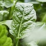 Premier Seeds Direct - Spinach Seeds - Perpetual - 500 Seeds
