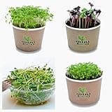 MiniEco Microgreens Growing Kit for Garden Cress Watercress Leafy Radish Seeds Sprouting. Your Healthy Life Can Start Now!