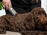 Masterclip Dog Clippers for Cockapoo, Cavapoo, Cavachon, Labradoodle & Poodle. Mains Powered Dog Clippers with #10 & 3mm, 6mm, 10mm, 13mm Comb Guides