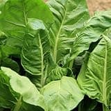 Premier Seeds Direct - Spinach Seeds - Perpetual - 500 Seeds
