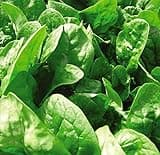Apollo Spinach Seeds - Nutrient-Rich and Easy-to-Grow Variety for Healthy Harvests Easy to Grow Your Own 1 Packet (300 Seeds) by Thompson & Morgan