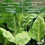 Premier Seeds Direct - Spinach Seeds - Perpetual - 500 Seeds