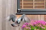 Pigeon Deterrent & Bird Scarer – Seagull, Crow, Magpie & Garden Bird Repeller – Bio-Acoustic Distress Call Technology – Battery Operated – Outdoor Waterproof