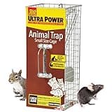 The Big Cheese Live Animal Trap - Spring Loaded Cage Door - Small Humane Pest Trap for Rats, Squirrels and Small Animals - Relocate Life Wildlife with Catch and Release No-Kill Cage