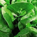Apollo Spinach Seeds - Nutrient-Rich and Easy-to-Grow Variety for Healthy Harvests Easy to Grow Your Own 1 Packet (300 Seeds) by Thompson & Morgan