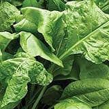 Thompson & Morgan - Vegetable - Spinach Perpetual - 250 Seeds