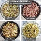 Verdant Republic Organic Sprouting Microgreen Seeds 8 Variety Starter Packs (300g) - Broccoli, Alfalfa, Red Cabbage, Pea, Cress, Kale, Radish | High Germination to Sprouts & Microgreens