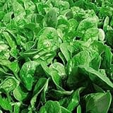 Apollo Spinach Seeds - Nutrient-Rich and Easy-to-Grow Variety for Healthy Harvests Easy to Grow Your Own 1 Packet (300 Seeds) by Thompson & Morgan
