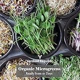 Verdant Republic Organic Sprouting Microgreen Seeds 8 Variety Starter Packs (300g) - Broccoli, Alfalfa, Red Cabbage, Pea, Cress, Kale, Radish | High Germination to Sprouts & Microgreens