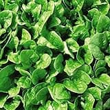 Apollo Spinach Seeds - Nutrient-Rich and Easy-to-Grow Variety for Healthy Harvests Easy to Grow Your Own 1 Packet (300 Seeds) by Thompson & Morgan